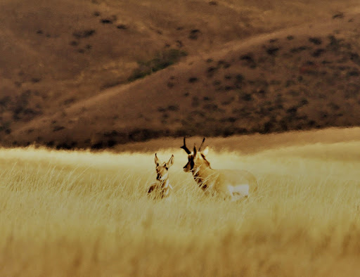 Dodge Dealer «Benny Boyd Lampasas Chrysler Dodge Jeep Ram», reviews and photos, 601 N Key Ave, Lampasas, TX 76550, USA
