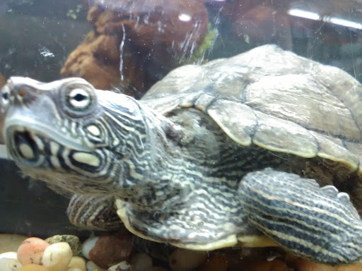 Tropical Fish Store «Two Turtles Pet Center», reviews and photos, 760 W Market St, Akron, OH 44303, USA
