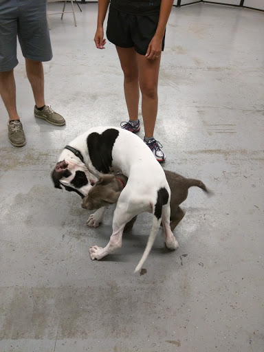 Pet Supply Store «Petco Animal Supplies», reviews and photos, 2520 E 3rd St, Bloomington, IN 47401, USA