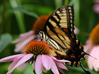 Deehan Landscaping Inc. - Photo 2 - Car repair in Falls Church, VA, Alexandria