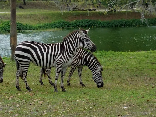 Tourist Attraction «Busch Gardens Main Entrance», reviews and photos, 9449 N 40th St, Tampa, FL 33617, USA