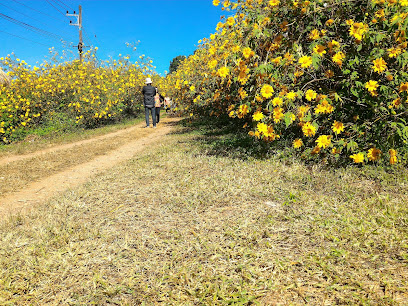 ทุ่งบัวตองดอยแม่เหาะ Tung Bua Tong Doi Mae Ho