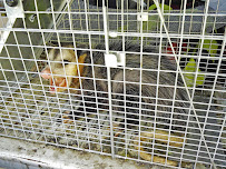 SlethReptiles Animal & Wildlife Removal
