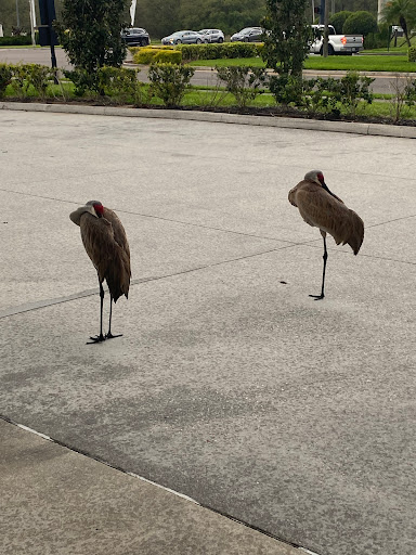 Supermarket «Publix Super Market at Champions Gate Village», reviews and photos, 8301 Champions Gate Blvd, ChampionsGate, FL 33896, USA