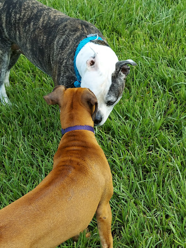 Dog Park «Logan Gate Dog Park», reviews and photos, 7374 Monterey Blvd, Tampa, FL 33610, USA