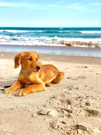 The Dog Wizard Fayetteville - Car repair in , Fayetteville - Rated 5.0/5