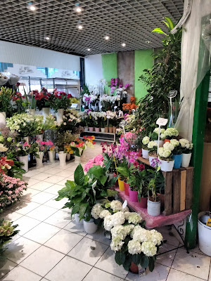 Anémones Fleurs à Évreux