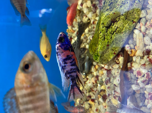 Pet Store «Jules Pet Shop», reviews and photos, 2214 N Milwaukee Ave, Chicago, IL 60647, USA