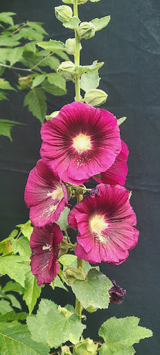 Gift Shop «Mt Lemmon General Store & Gift», reviews and photos, 12856 N Sabino Canyon Park, Mt Lemmon, AZ 85619, USA