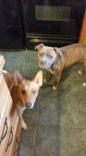 Pet Supply Store «Barkly and Meows», reviews and photos, 207 Market St E, Canal Fulton, OH 44614, USA