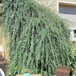 Photo n°4 de l'avis de Annett.r fait le 03/07/2022 à 18:26 sur le  Sabine Schmidt Hausfleischerei Restaurant & Pension à Rogätz