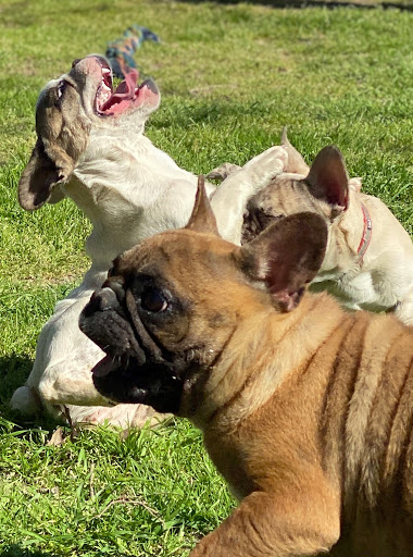 Star Hill Veterinary Clinic