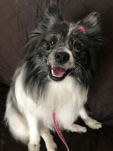 Pet Store «Pets Place Grooming», reviews and photos, 1272 SW California Blvd, Port St Lucie, FL 34953, USA