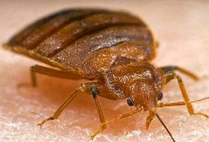 Enviro-pest Solutions LLC