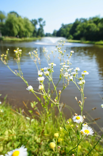 Golf Course «Radrick Farms Golf Course», reviews and photos, 4875 Geddes Road, Ann Arbor, MI 48105, USA