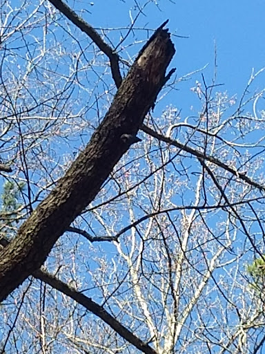 National Park «Guilford Courthouse National Military Park», reviews and photos, 2332 New Garden Rd, Greensboro, NC 27410, USA