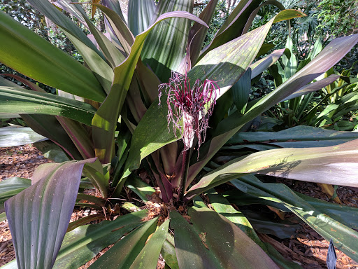 Botanical Garden «Heathcote Botanical Gardens», reviews and photos, 210 Savannah Rd, Fort Pierce, FL 34982, USA