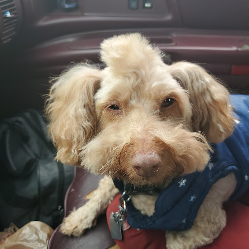 Petco Vaccination Clinic image