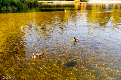 Park «Thornton A. Sullivan Park», reviews and photos, 11405 Silver Lake Rd, Everett, WA 98208, USA