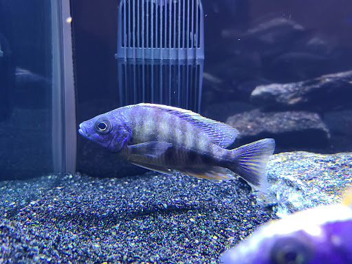Tropical Fish Store «Golden Fish Aquariums», reviews and photos, 7145 W Colfax Ave, Lakewood, CO 80214, USA