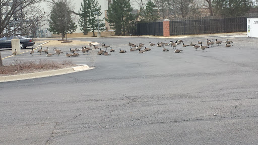 Supermarket «ALDI», reviews and photos, 1432 E Rand Rd, Prospect Heights, IL 60070, USA