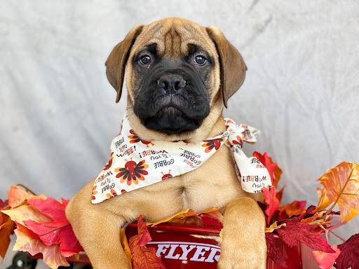 Dog Breeder «Playful Pets», reviews and photos, 115 Ridge Pike, Conshohocken, PA 19428, USA