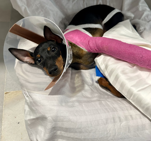 Pointer Clínica Veterinaria Marbella en Marbella