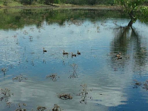 Park «McAllister Park», reviews and photos, 13102 Jones Maltsberger Rd, San Antonio, TX 78247, USA