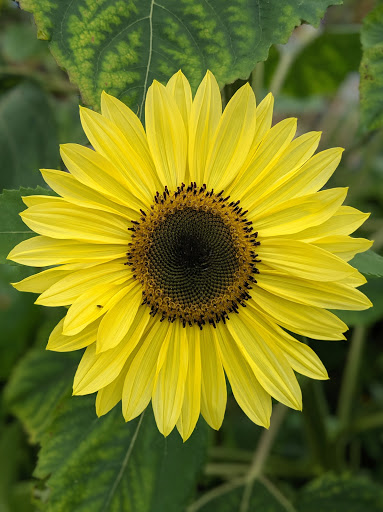 Park «Kirke Park», reviews and photos, 7028 9th Ave NW, Seattle, WA 98117, USA