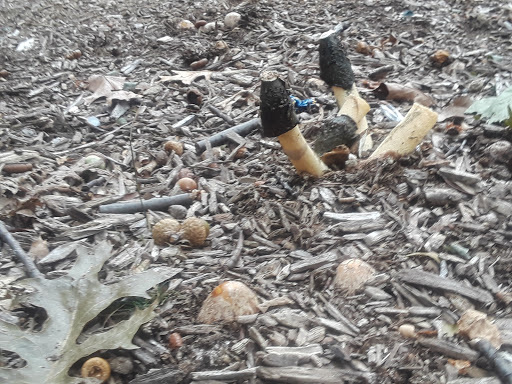 Park «Forest Park Carousel», reviews and photos, Forest Park Dr, Woodhaven, NY 11421, USA