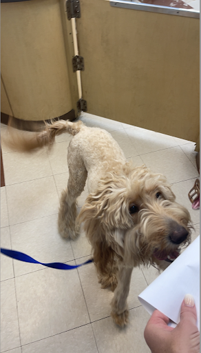 Pet Supply Store «PetSmart», reviews and photos, 3500 S Glenstone Ave, Springfield, MO 65804, USA