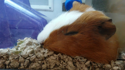 Pet Supply Store «Petco Animal Supplies», reviews and photos, 5975 20th St, Vero Beach, FL 32966, USA