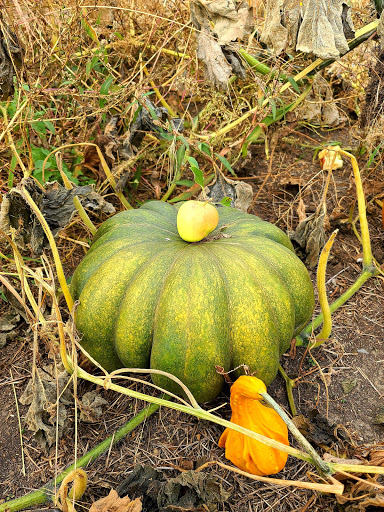 Orchard «George Hill Orchards», reviews and photos, 582 George Hill Rd, South Lancaster, MA 01561, USA