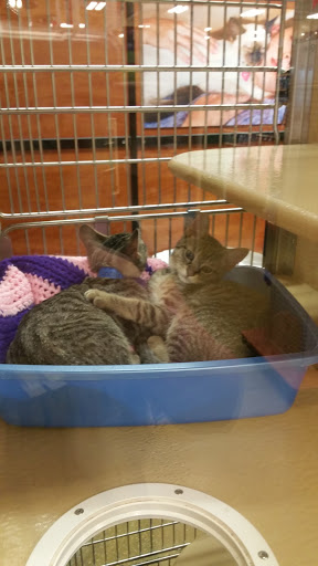 Pet Supply Store «PetSmart», reviews and photos, 919 Lakeland Park Center Dr Unit 380, Lakeland, FL 33809, USA