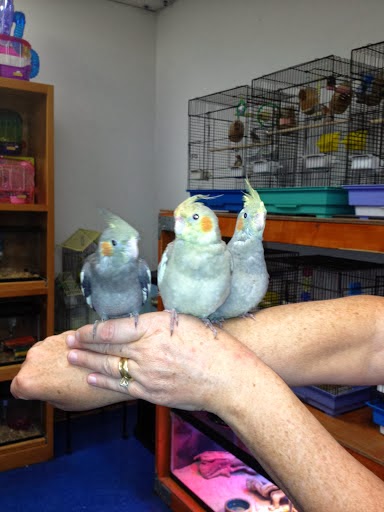 Pet Store «Pet Nation Llc», reviews and photos, 1898 Andorra St, Navarre, FL 32566, USA