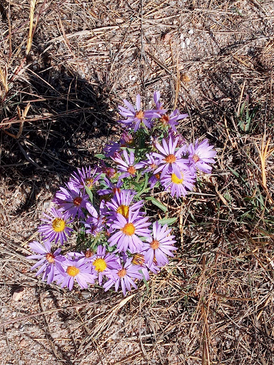 Park «Wildflower Park», reviews and photos, 980 Nolte Dr N, Colorado Springs, CO 80916, USA