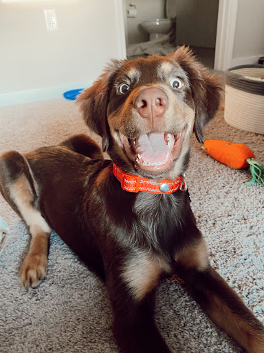 Pet Supply Store «Pet Supplies Plus», reviews and photos, 2600 McFarland Blvd E U, Tuscaloosa, AL 35405, USA