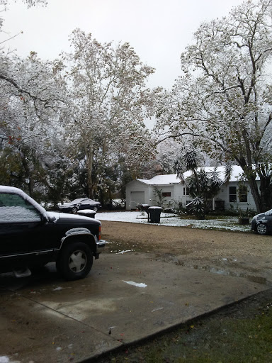 Munoz M Cockatiel Birds