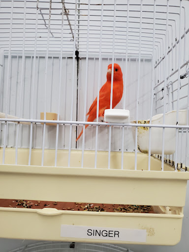 Bird Shop «Paterson Bird Store», reviews and photos, 13 Furler St # 1, Totowa, NJ 07512, USA