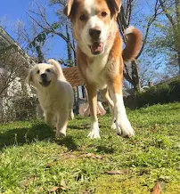 Learning to Dog Training and Enrichment - Car repair in Durham, NC, Durham - Rated 5.0/5