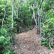 Green Turtle Hammock Nature Preserve