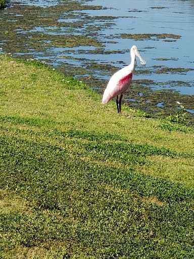 Golf Club «East Bay Golf Club», reviews and photos, 702 Country Club Dr, Largo, FL 33771, USA