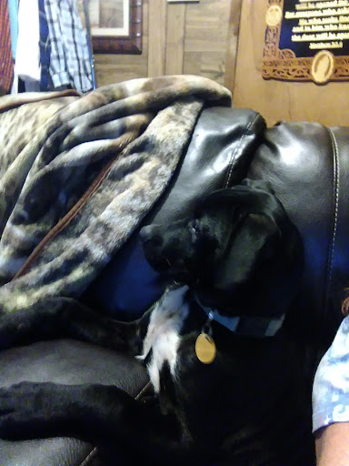 Pet Supply Store «PetSmart», reviews and photos, 849 E 23rd St, Panama City, FL 32405, USA