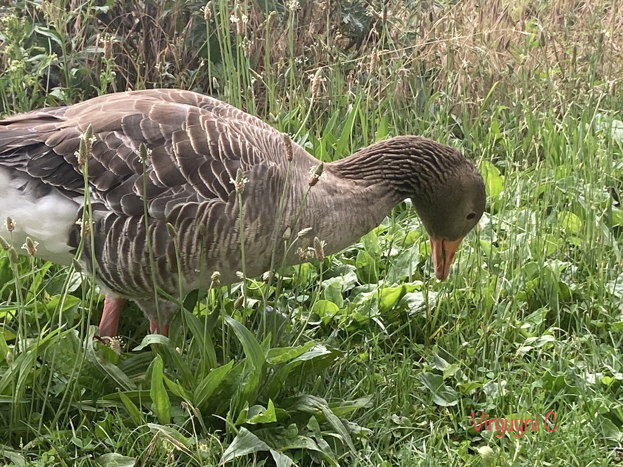 Photo n° 8 de l'avis de Virginie.n fait le 10/06/2022 à 08:34