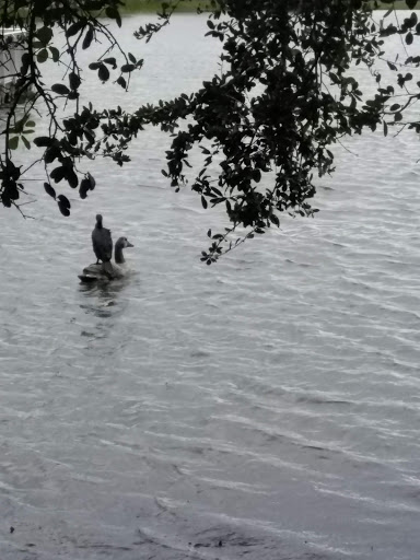 Park «Royal Palm Park», reviews and photos, 1701 NW 38th St, Oakland Park, FL 33309, USA