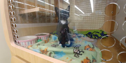 Pet Supply Store «Petco Animal Supplies», reviews and photos, 226 Thornton Drive, Dickson, TN 37055, USA