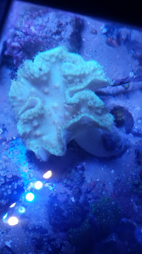 Tropical Fish Store «Arizona Custom Aquariums», reviews and photos, 3817 N Oracle Rd #A, Tucson, AZ 85705, USA