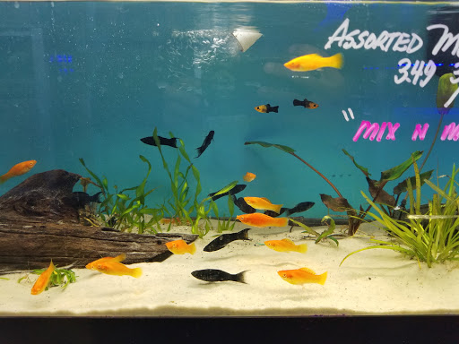 Aquarium «Pacific Aquarium & Plant Inc», reviews and photos, 46 Delancey St #1, New York, NY 10002, USA