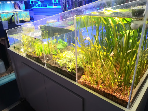 Pet Store «The Aquarium & Fish Store», reviews and photos, 710 W Lumsden Rd, Brandon, FL 33511, USA