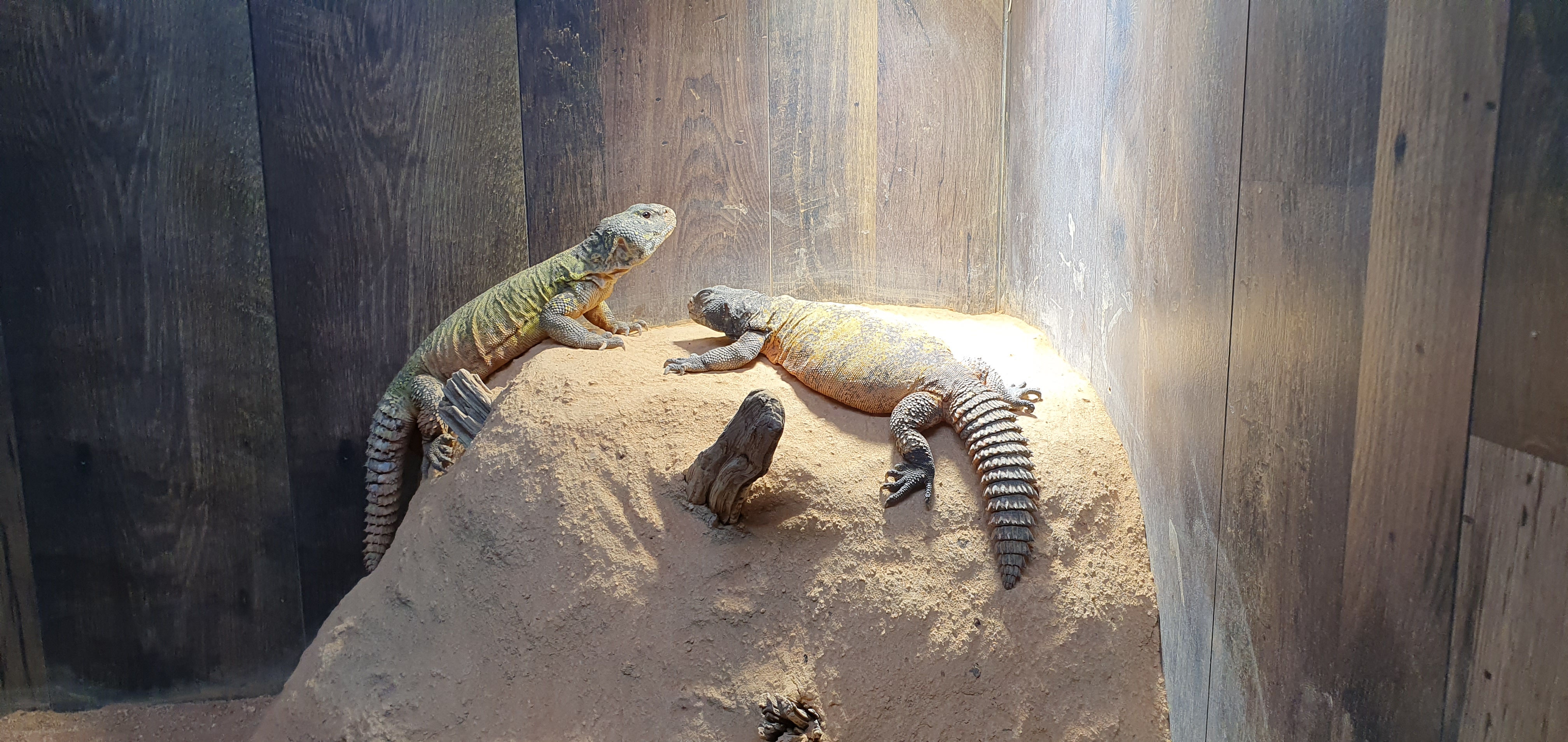 Photo n° 14 de l'avis de Laëtitia.E fait le 25/07/2020 à 00:11